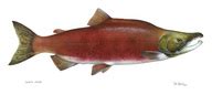 ADW: Oncorhynchus nerka: INFORMATION.